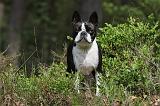 BOSTON TERRIER 175
